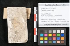 Foto (Objekt + Etikett) von Fagus feroniae Unger (NHMW-GEO-2024-0188-8117)